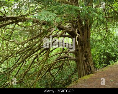 Ein gewöhnlicher Eibenbaum (Taxus baccata), auch bekannt als englische Eibe oder Europäische Eibe in Mendip Lodge Wood, Mendip Hills, North Somerset, England. Stockfoto