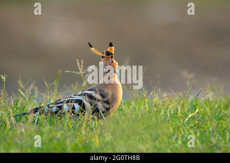 hoope in Wildschutzgebieten sind die Hoopos farbenfrohe Vögel, die in Afrika, Asien und Europa gefunden werden und sich durch ihre markante „Krone“ aus Federn hervortut. Stockfoto