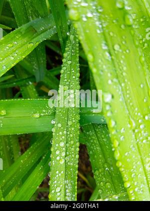 Frisches grünes Gras mit Regentropfen. Nahaufnahme von grünem saftigem Gras nach dem Regen. Stockfoto
