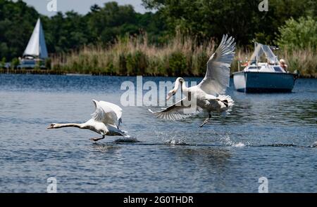 Berlin, Deutschland. Juni 2021. Zwei Schwäne fliegen über die Havel. Quelle: Paul Zinken/dpa/Alamy Live News Stockfoto