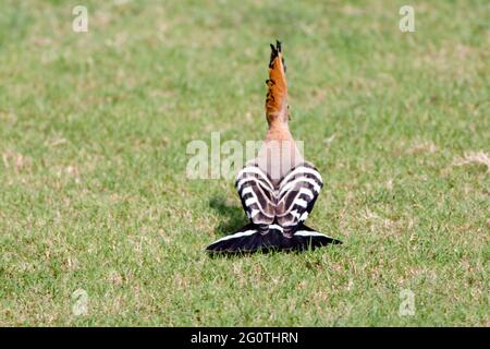 hoope in Wildschutzgebieten sind die Hoopos farbenfrohe Vögel, die in Afrika, Asien und Europa gefunden werden und sich durch ihre markante „Krone“ aus Federn hervortut. Stockfoto