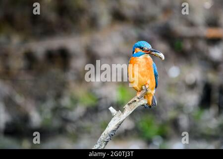 Die Eiskönigin (Alcedo atthis) sitzt auf einem Zweig über einem Waldbach und sucht nach Nahrung. Stockfoto