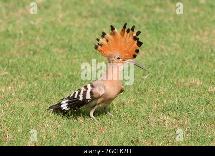 hoope in Wildschutzgebieten sind die Hoopos farbenfrohe Vögel, die in Afrika, Asien und Europa gefunden werden und sich durch ihre markante „Krone“ aus Federn hervortut. Stockfoto
