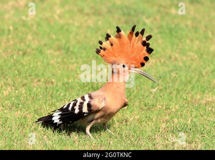 hoope in Wildschutzgebieten sind die Hoopos farbenfrohe Vögel, die in Afrika, Asien und Europa gefunden werden und sich durch ihre markante „Krone“ aus Federn hervortut. Stockfoto