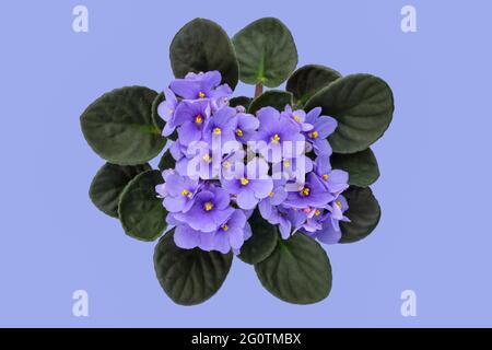 Blaue violette Saintpaulia-Blume auf blauem Hintergrund. Afrikanische Saintpaulia-Zimmerpflanze. Draufsicht. Stockfoto