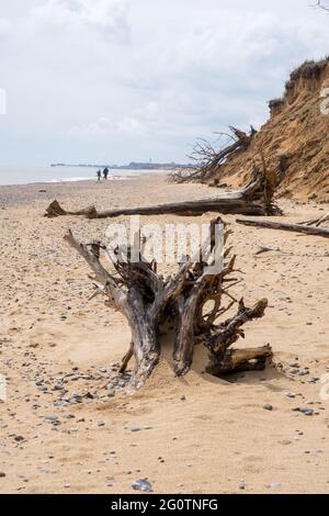 Gefallener Baum am Strand von Covehithe in Suffolk, verursacht durch Küstenerosion Stockfoto