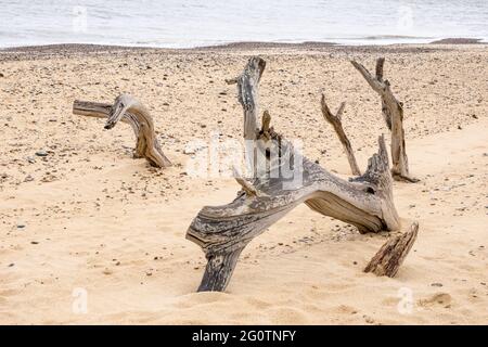 Gefallener Baum am Strand von Covehithe in Suffolk, verursacht durch Küstenerosion Stockfoto