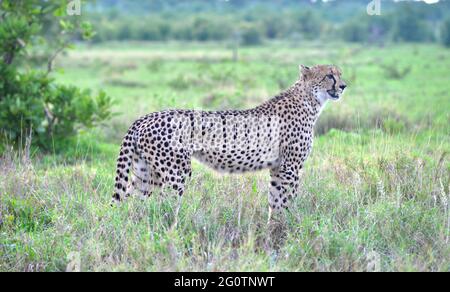 Weiblicher Gepard im Kruger-Nationalpark, Südafrika. Stockfoto