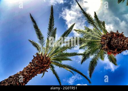 Blick auf tropische Palmen Stockfoto