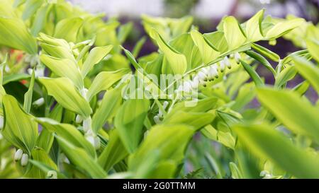 Blühende Pflanze von Polygonatum multiflorum vor verschwommenem Hintergrund. Auch bekannt als Solomons Siegel, Davids Harfe, Leiter-zum-Himmel oder eurasischer Solomo Stockfoto