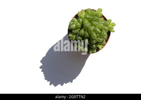 Grüne Sukulente Mini-Aloe im Topf auf weißem Tisch. Draufsicht und Schatten. Stockfoto