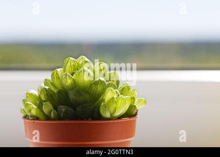 Grüne Sukulente Mini-Aloe in Topf auf Fensterbank vor verschwommenem Hintergrund. Stockfoto