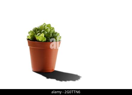 Kleine grüne Sukulente Mini-Aloe in Topf isoliert auf weißem Hintergrund mit Schatten. Copyspace. Stockfoto