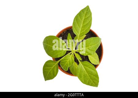 Kleine grüne Pflanze in einem Blumentopf isoliert auf weißem Hintergrund. Draufsicht. Geringer Fokus. Stockfoto