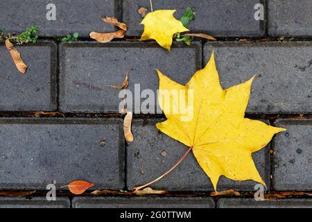 Nahaufnahme herbstliches Laub auf dem nassen Bürgersteig. Draufsicht. Stockfoto