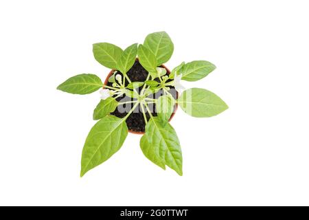 Pflanze in einem Blumentopf isoliert auf weißem Hintergrund. Kleine Keimlinge mit scharfer Paprika. Draufsicht. Stockfoto