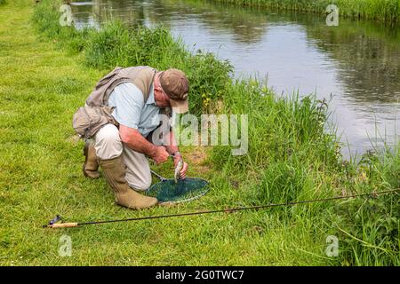 Fliegenfischer, der den Haken aus dem Mund der Bachforelle entfernt, die auf dem River Test, Wherwell, Hampshire, Großbritannien, gefangen wurde. Stockfoto