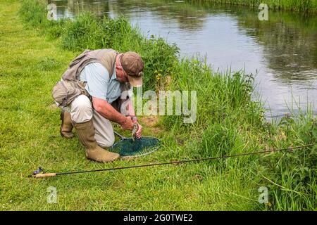 Fliegenfischer, der den Haken aus dem Mund der Bachforelle entfernt, die auf dem River Test, Wherwell, Hampshire, Großbritannien, gefangen wurde. Stockfoto