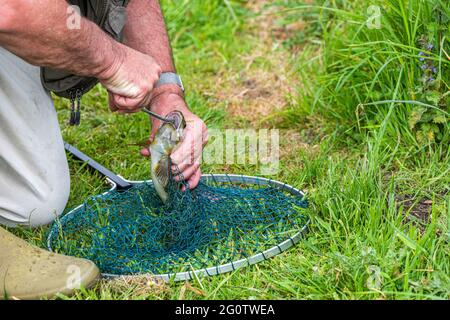 Fliegenfischer, der den Haken aus dem Mund der Bachforelle entfernt, die auf dem River Test, Wherwell, Hampshire, Großbritannien, gefangen wurde. Stockfoto