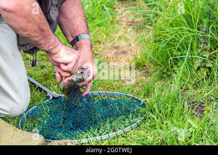 Fliegenfischer, der den Haken aus dem Mund der Bachforelle entfernt, die auf dem River Test, Wherwell, Hampshire, Großbritannien, gefangen wurde. Stockfoto