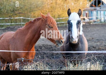 Schöne braune und graue Pferde im Stall in der Nähe an einem sonnigen Tag Stockfoto