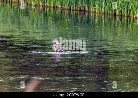 Bachforelle springt aus dem Fluss, um Mayfly zu fangen, River Test, Wherwell, Hampshire, Großbritannien. Stockfoto