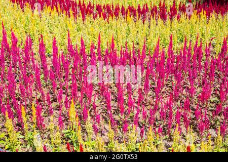 cockscomb Blume (Celosia Cristata) in einem Garten Stockfoto