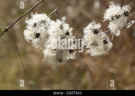 Wilde Clematis blüht in Nahaufnahme. Auch bekannt als Old Mans Beard oder Travellers Joy. Clematis Vitalba Stockfoto