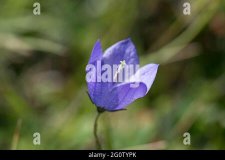 Blühende Harebell, Cape St. Mary's Neufundland, Kanada Stockfoto