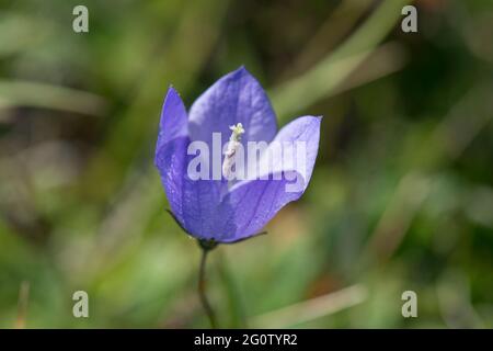 Blühende Harebell, Cape St. Mary's Neufundland, Kanada Stockfoto