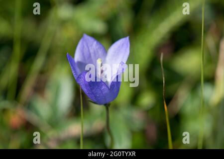 Blühende Harebell, Cape St. Mary's Neufundland, Kanada Stockfoto