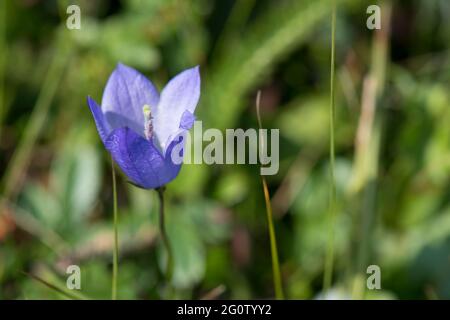 Blühende Harebell, Cape St. Mary's Neufundland, Kanada Stockfoto