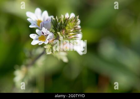 Eufrasia nemorosa, gemein Eyebright, Cape St. Mary's, Neufundland, Kanada Stockfoto