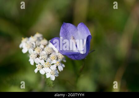 Blühende Harebell, Cape St. Mary's Neufundland, Kanada Stockfoto