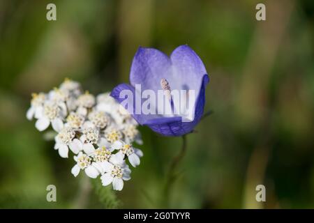 Blühende Harebell, Cape St. Mary's Neufundland, Kanada Stockfoto