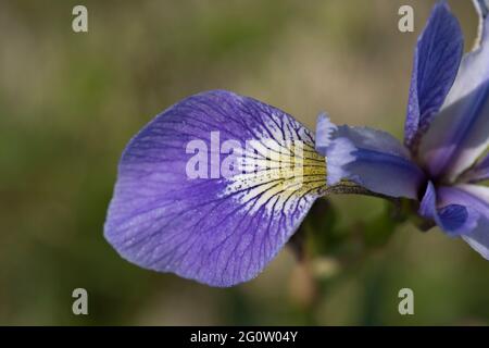 Iris versicolor, Blaue Flagge Iris, Cape St. Mary's, Neufundland, Kanada Stockfoto