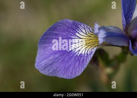 Iris versicolor, Blaue Flagge Iris, Cape St. Mary's, Neufundland, Kanada Stockfoto