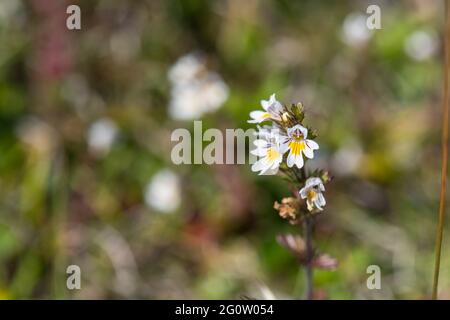 Eufrasia nemorosa, gemein Eyebright, Cape St. Mary's, Neufundland, Kanada Stockfoto