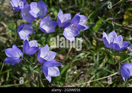 Blühende Harebell, Campanula rotundifolia, Cape St. Mary's Neufundland, Kanada Stockfoto