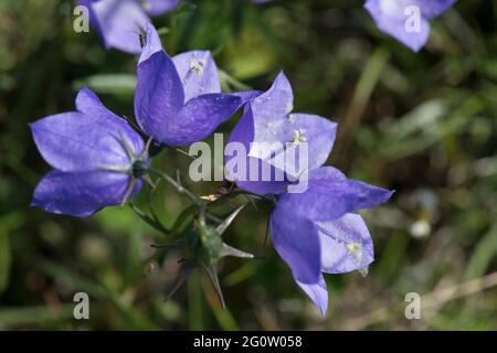 Blühende Harebell, Campanula rotundifolia, Cape St. Mary's Neufundland, Kanada Stockfoto