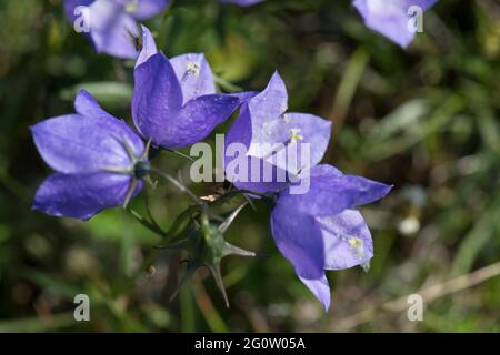 Blühende Harebell, Campanula rotundifolia, Cape St. Mary's Neufundland, Kanada Stockfoto