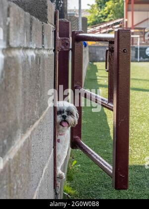 Falkirk, Schottland, Großbritannien. 30. Mai 2021: Ein kurzhaariger Shih Tzu lächelt die Kamera an. Stockfoto