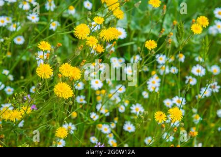 Wilde flores. Stockfoto