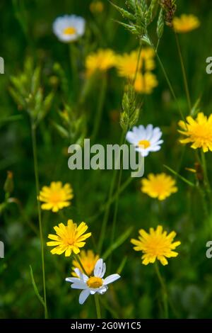 Wilde flores. Stockfoto