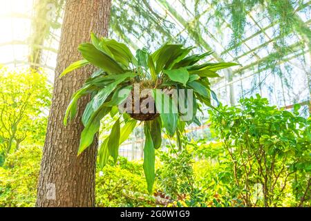 Coelogyne Orchidee in einem hängenden Kokosnusstopf am Stamm einer Nadelbaumkiefer, im Gewächshaus eines subtropischen Gartens Stockfoto