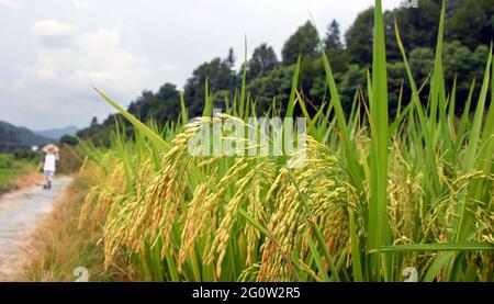 Oberes Xiao Qi im Landkreis Wuyuan, Provinz Jiangxi, China. Feld mit Kleinkind. Stockfoto