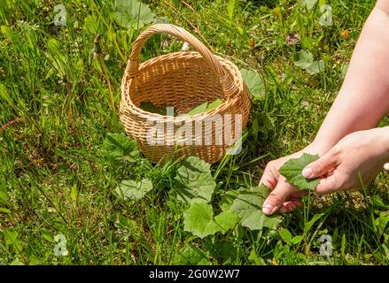 Nahaufnahme der Hände, die im Frühling frische Tussilago-Farfara pflücken, die allgemein als Coltsfoot für pflanzliche, medizinische Schweinswale im Freien bekannt sind. Lamelle ein Stockfoto