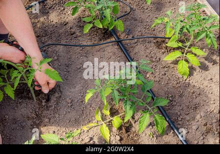 Mann Person Installation von Wasser tropfend System im heimischen Gemüsegarten, Bewässerung Tomatenpflanzen im Gewächshaus. Home Use Wasser Tropfen Bewässerungssystem konz Stockfoto