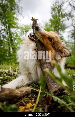 Der Hund spielt mit einem Stock im Wald Stockfoto