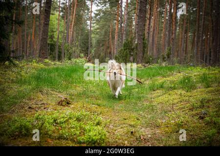 Der Hund spielt mit einem Stock im Wald Stockfoto